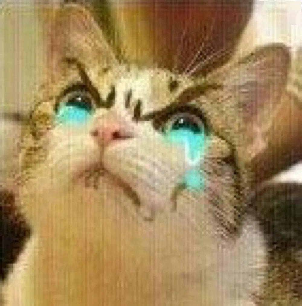 蛋蛋|喵生太艰难，猫：我受不了这委屈！