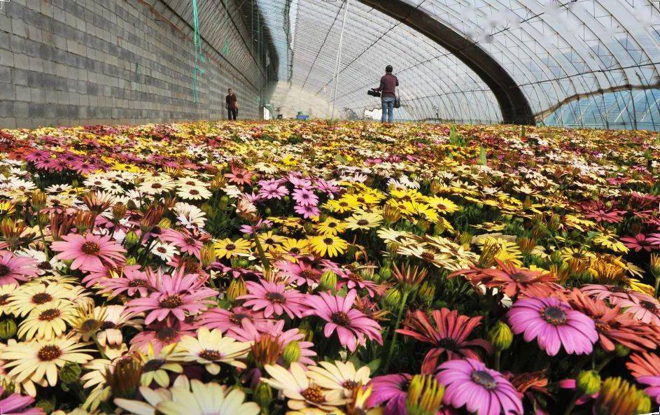 沿着高速看辽阳:布查特花卉园艺有限公司 鲜花洒满致富路
