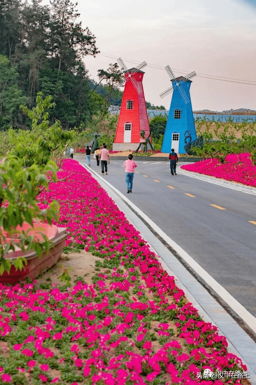 初夏繁花盛开汉中这片规模超大的花海令人惊艳