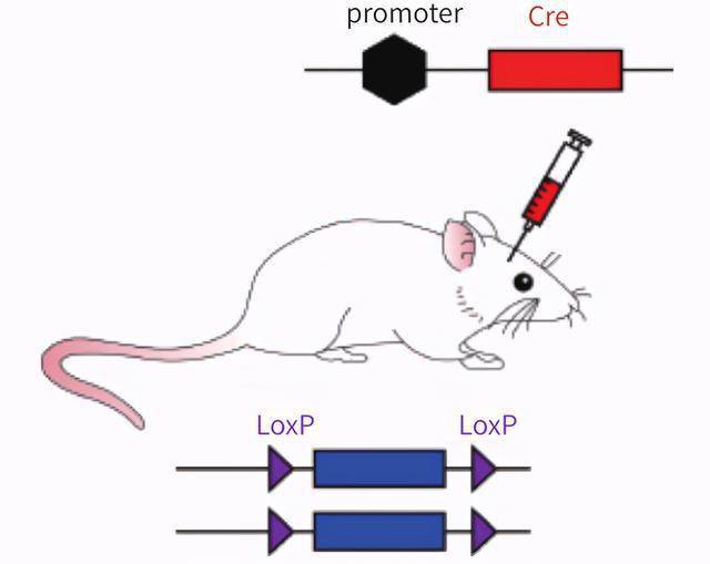 图5 loxp动物结合表达cre的病毒进行基因敲除cre-loxp系统的优势在