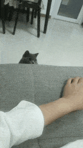 蛋蛋|喵生太艰难，猫：我受不了这委屈！