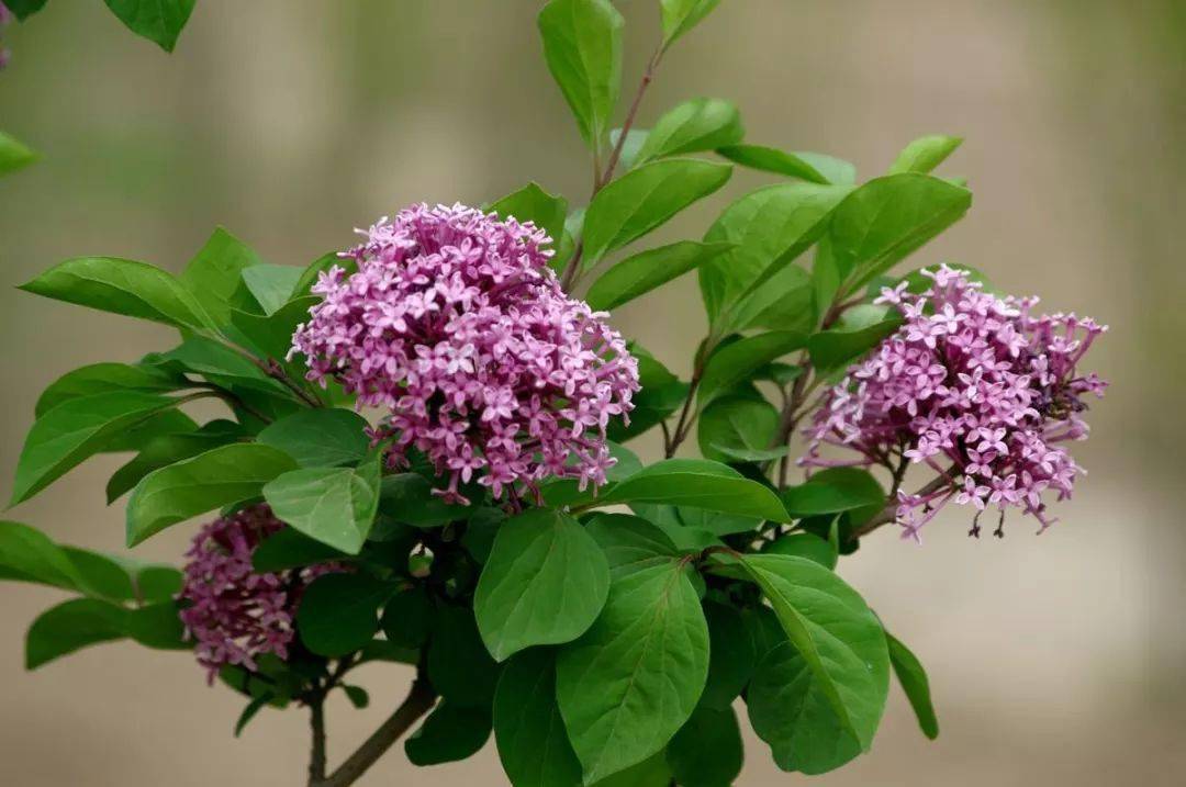 西吉火石寨 丁香花开引人来 女孩