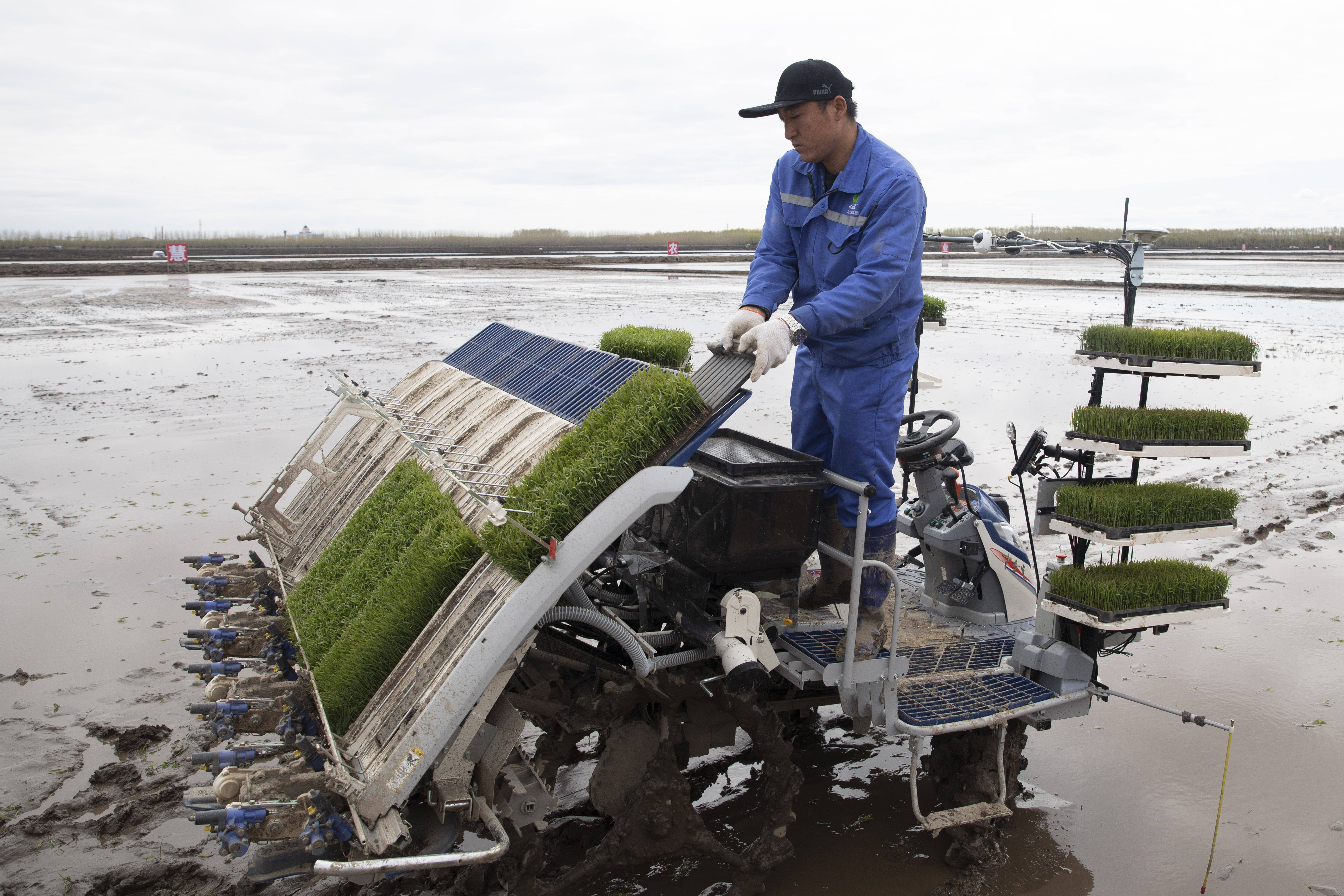 工作人员将水稻秧苗装进无人驾驶插秧机