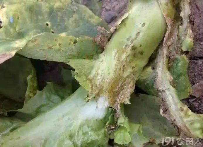 莴苣炭疽病危害这么大防治一定要到位