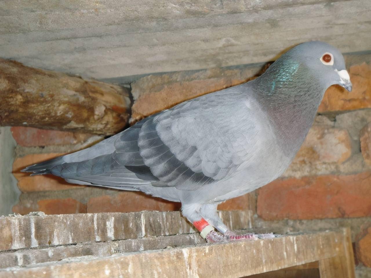 石板鸽为何受重视除了其优势还有这个原因