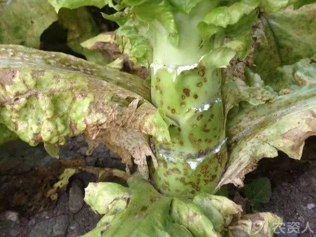莴苣炭疽病危害这么大防治一定要到位