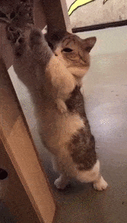 蛋蛋|喵生太艰难，猫：我受不了这委屈！