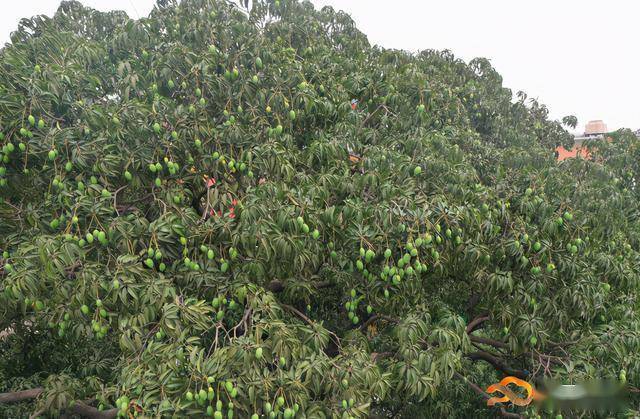 满挂枝头,银稔香飘结满了宛如颗颗碧玉的小果实近300岁的香芒古树上