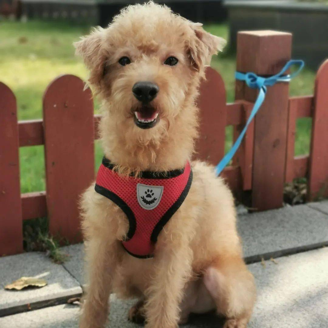 泰迪-男生-一岁-已绝育-疫苗齐-坐标罗湖区待领养狗狗:小耳朵救助人