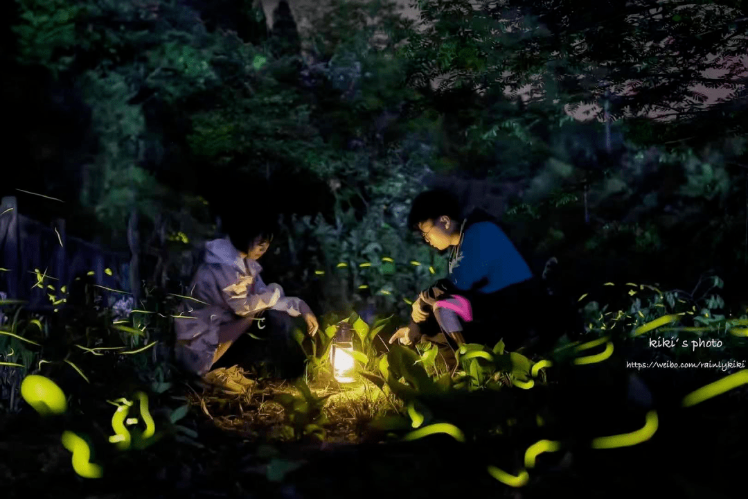 天台山萤火虫观赏地点图片