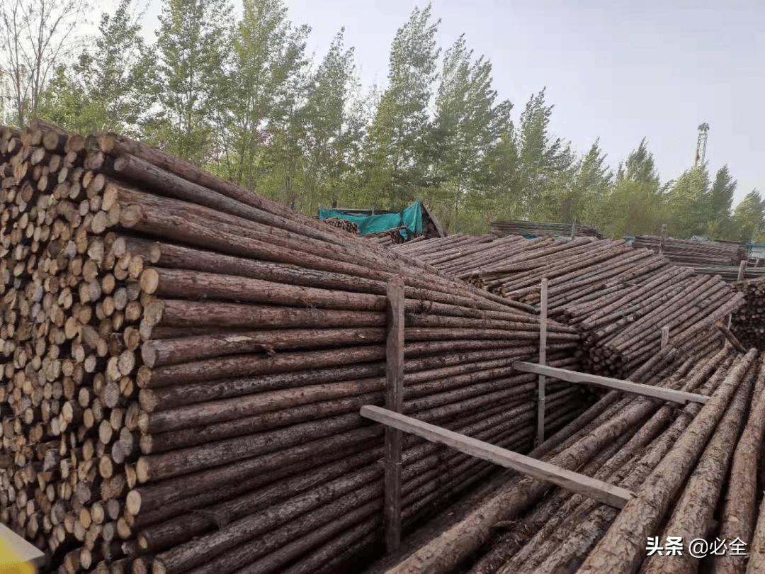 绿化乔木栽植的常见支撑方式及注意要点