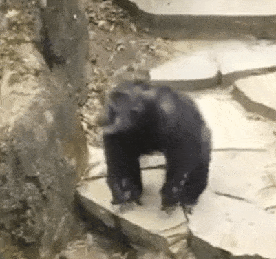 大猩猩捶胸动态表情包图片
