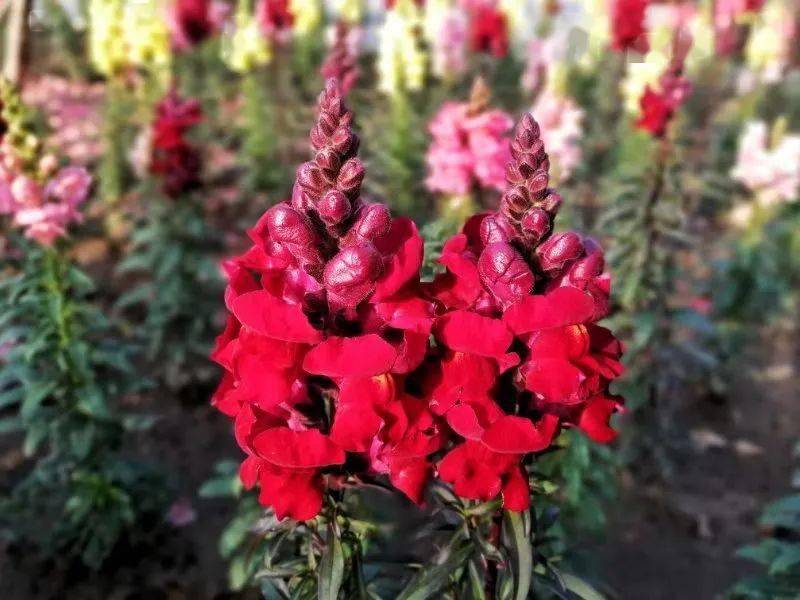 《杏挂满枝头》拍于中宝家园——林哥《花儿与蜜蜂》一一郭旗《牛背鹭