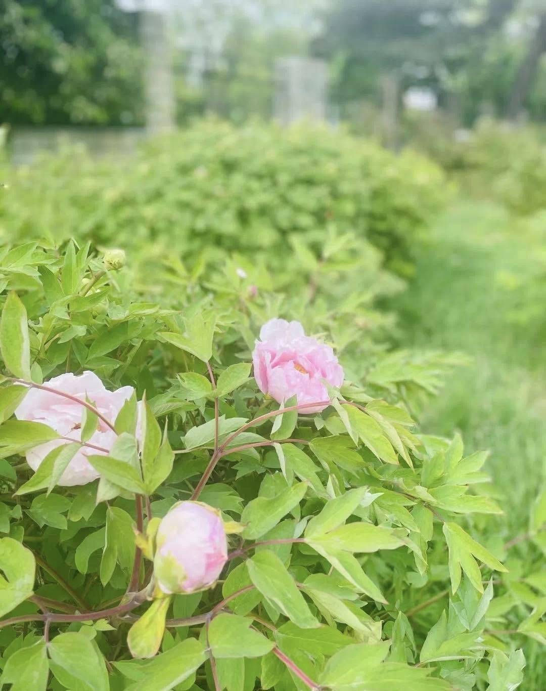 长春市牡丹园第一朵牡丹花绽放 品种