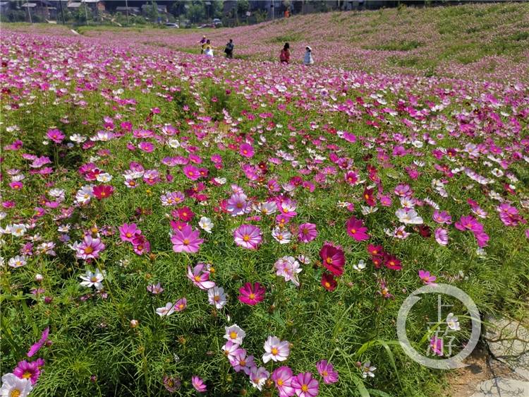 沙坪坝中梁镇新发村 3000亩"玫瑰花海"带动全村致富