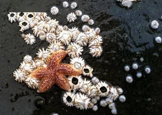 海里的藤壶有多可怕鲸鱼海龟深受折磨患上牛皮癣