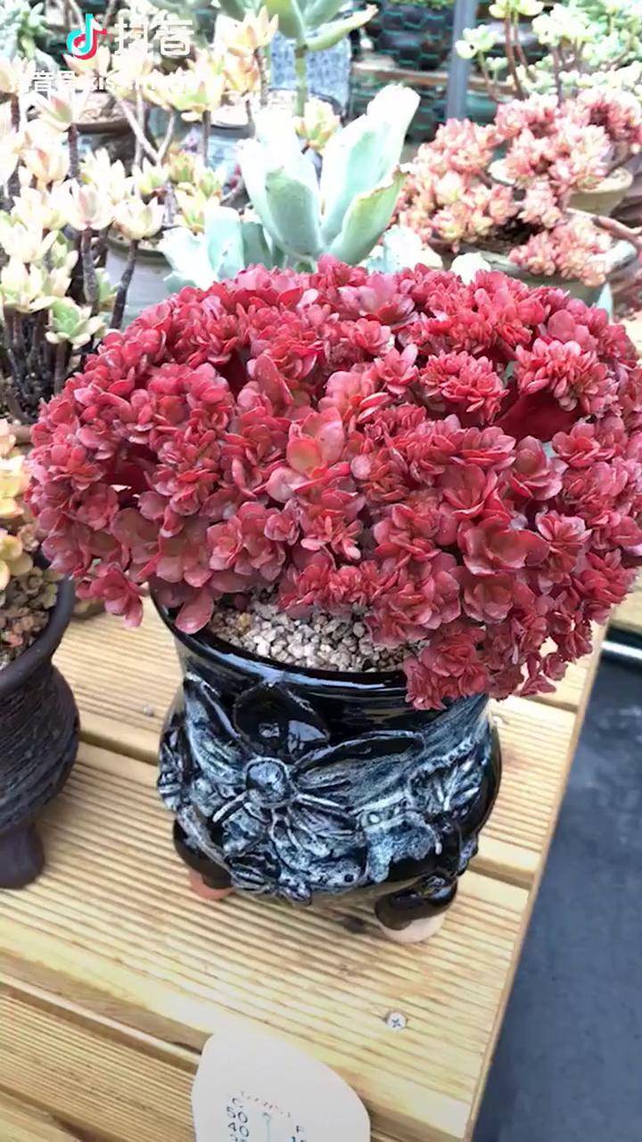 帕皮丝玫瑰缀化冠幅23厘米