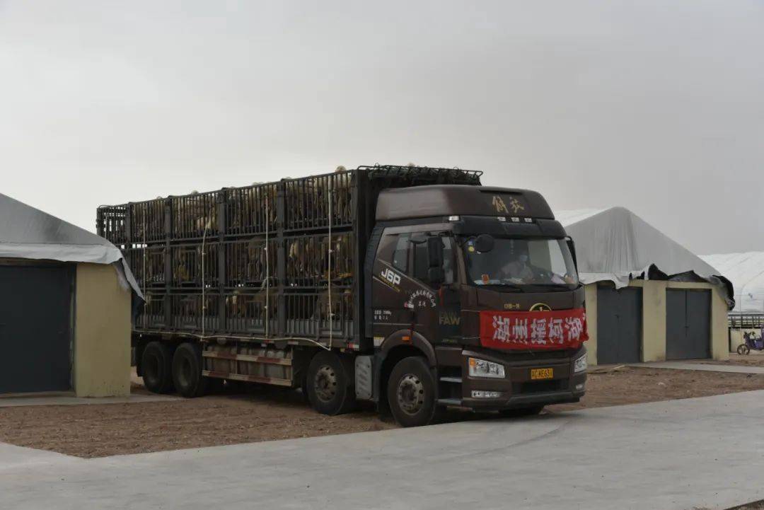 "5月11日19时25分,当看到载满湖羊的大货车稳稳驶入柯坪县羊产业园区