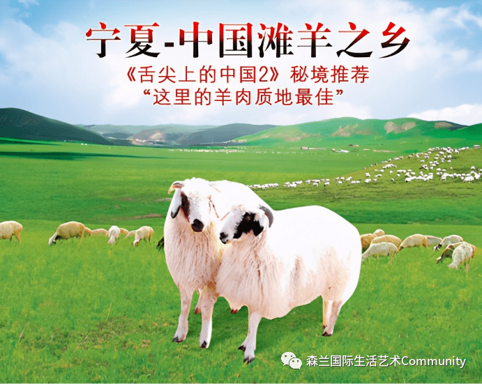 宁夏民间有个说法,宁夏滩羊"吃的是中草药,喝的是矿泉水.