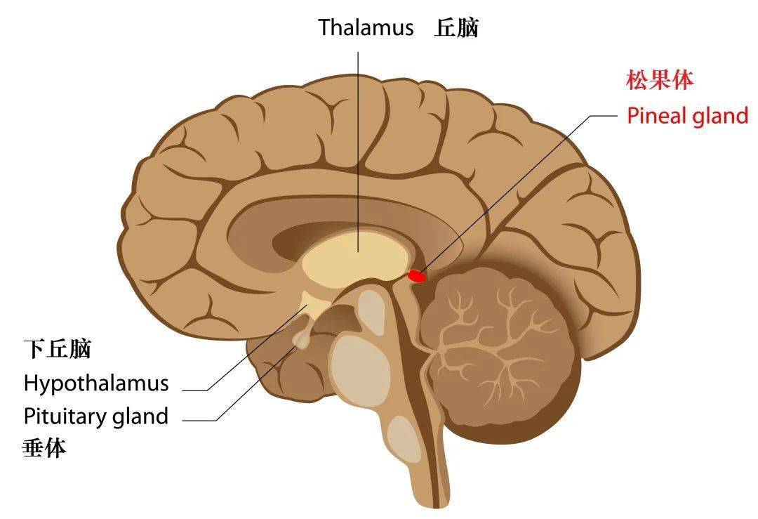 脑垂体松果体位置图片图片