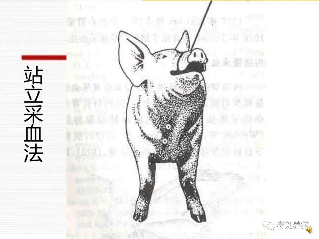 方法是用保定器将猪头固定向上拉,在胸前部也会看到两个明显的小窝