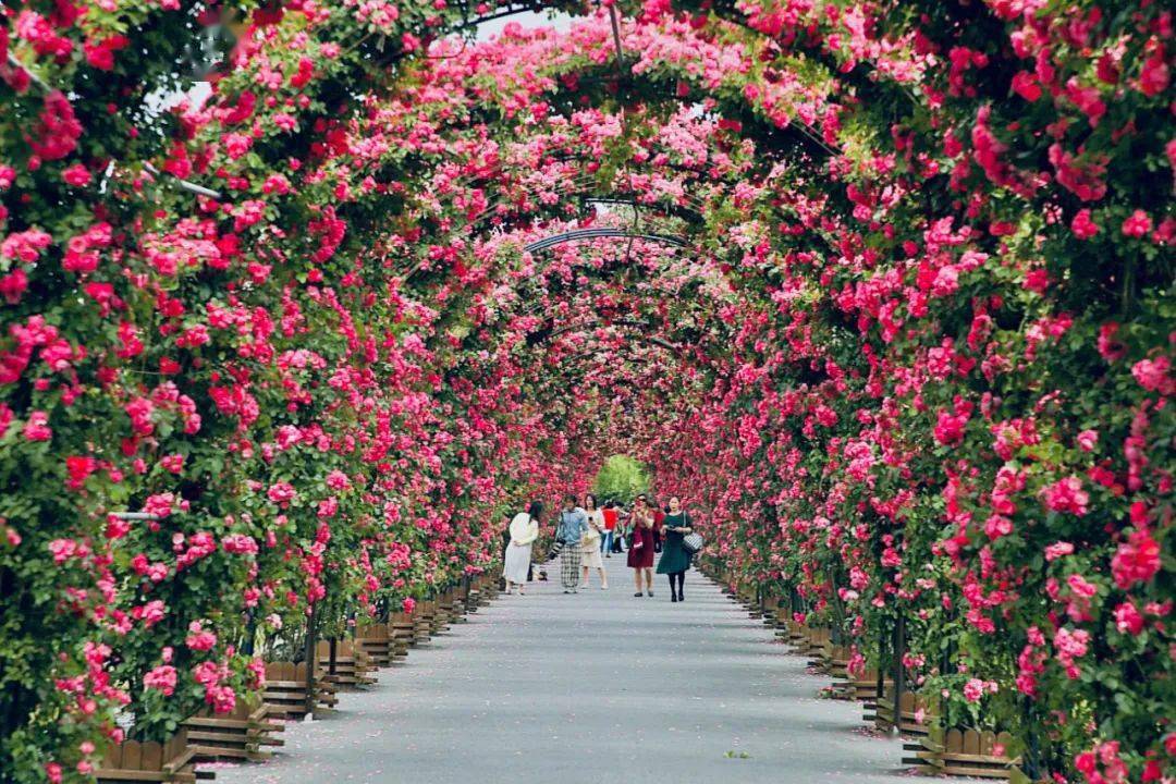 月季花廊图片