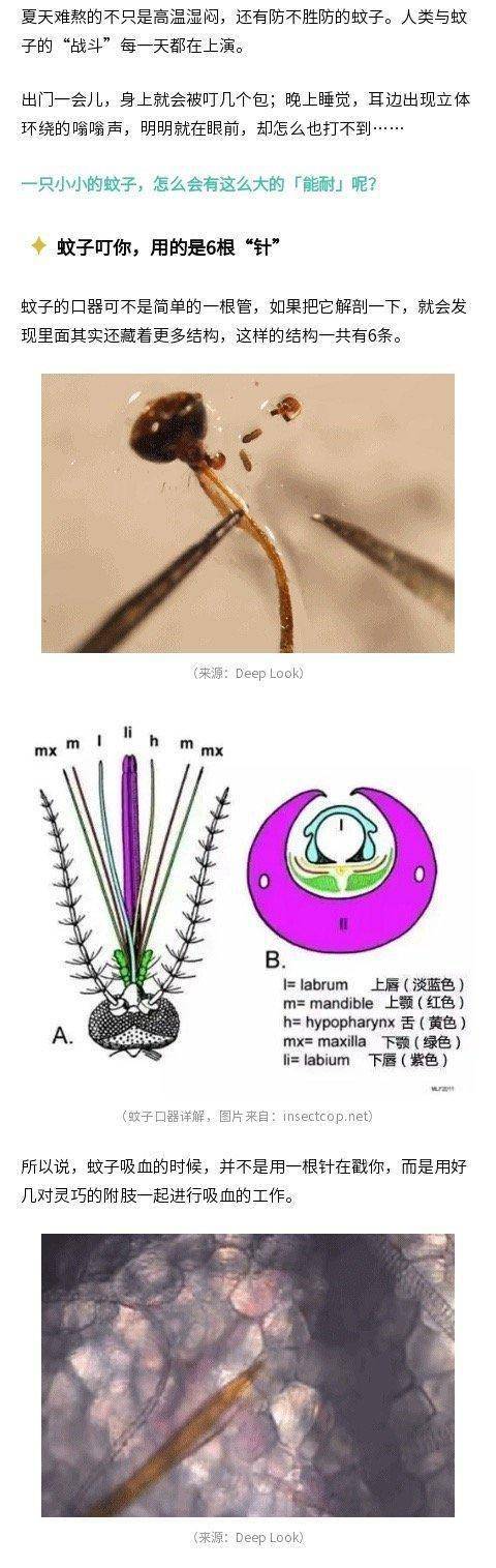 没想到吧,蚊子叮你,用的是6根"针"_口器