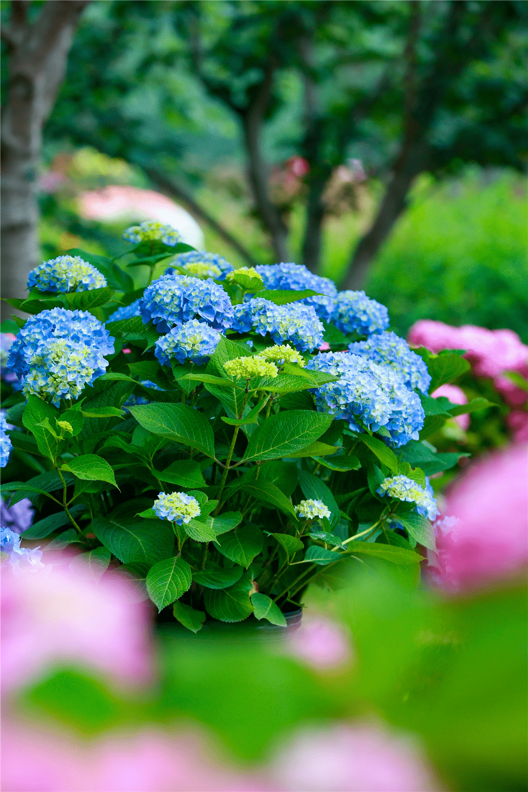 成都漫花庄园在百亩绣球花海遇见真爱520脱单就看这次了