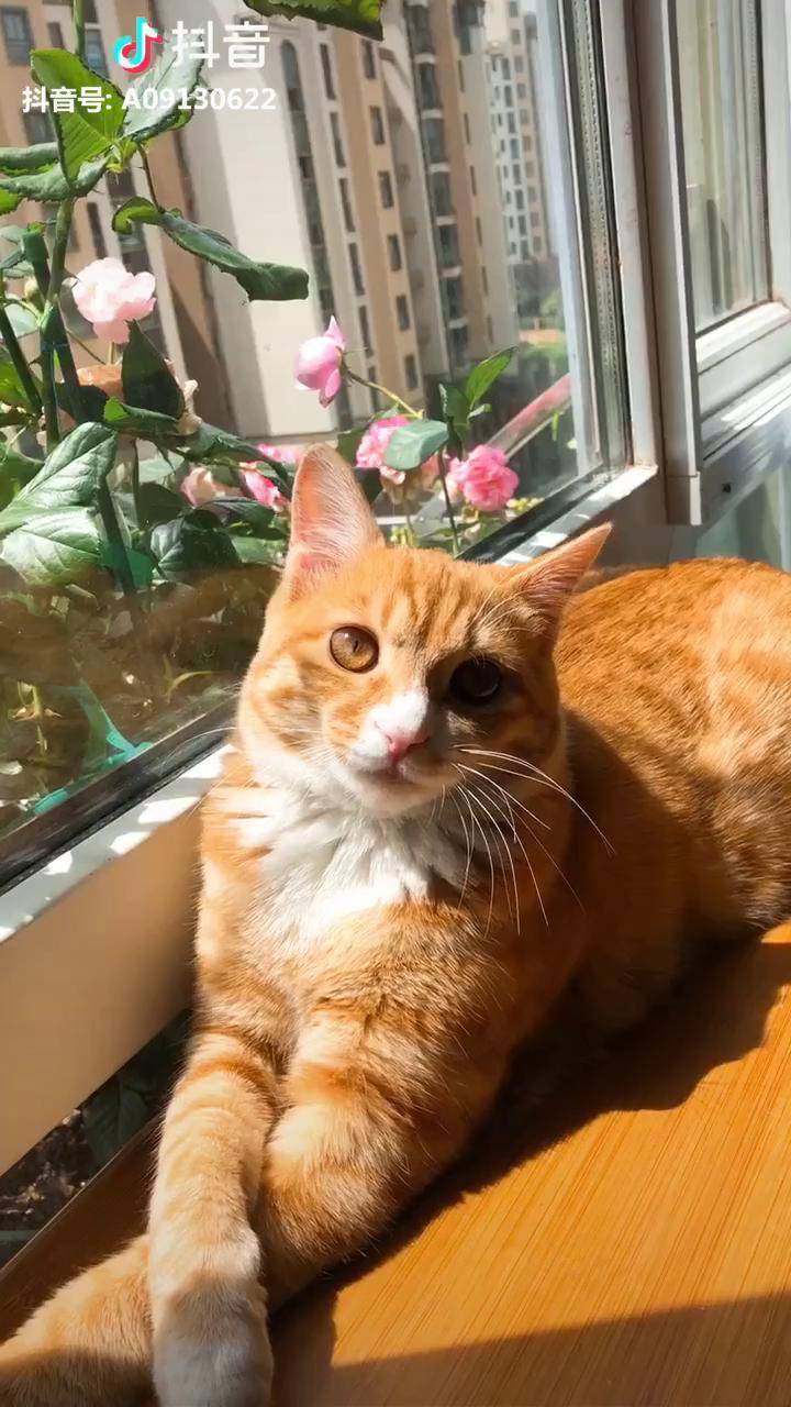 养土猫很丢人嘛今天还被嫌弃了09它妈妈是一只流浪猫宠物猫颜值高