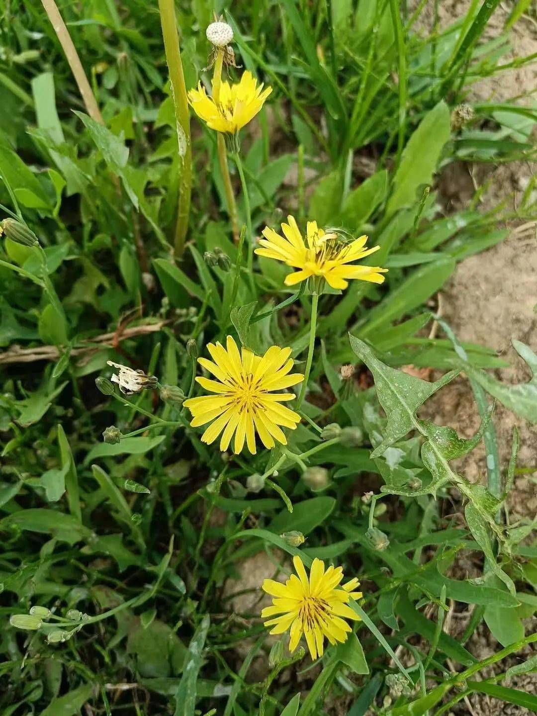 《苦菜花开》——燕子《灯台树花》——耘垅《核桃树花开别样美》5月