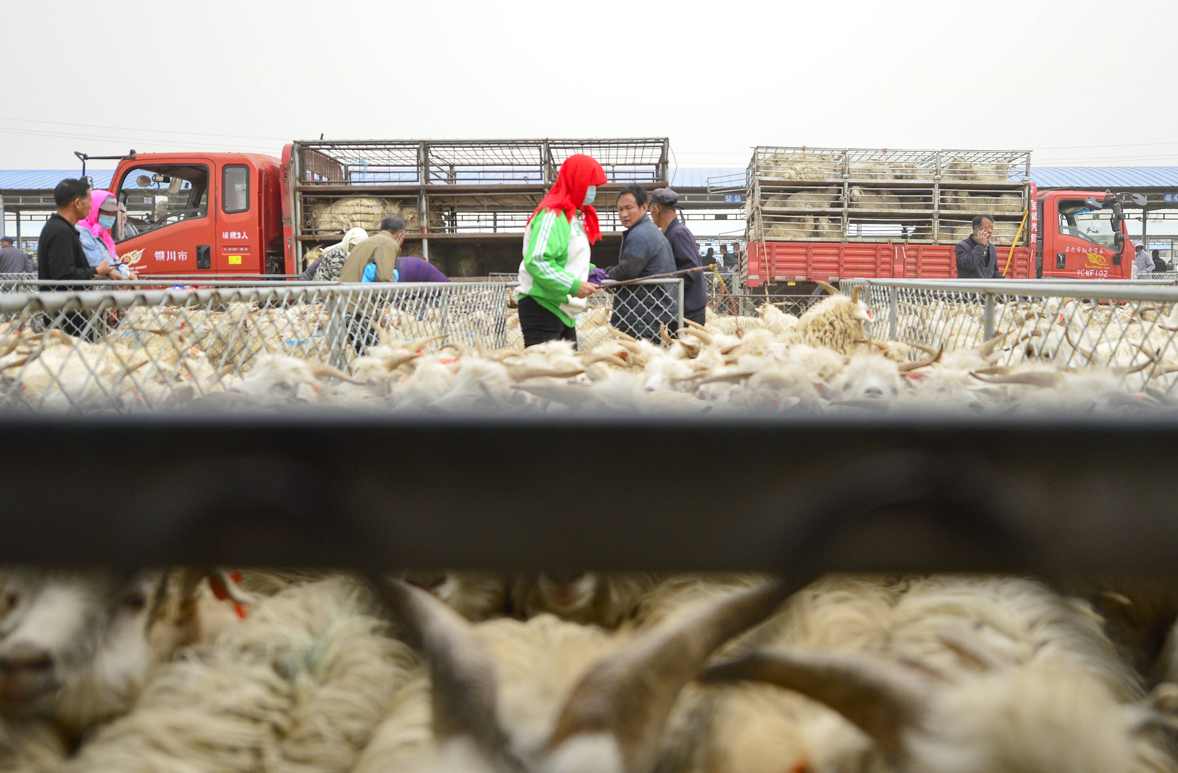 5月14日,在鄂托克前旗三段地农畜产品批发交易市场,买家在选购活羊