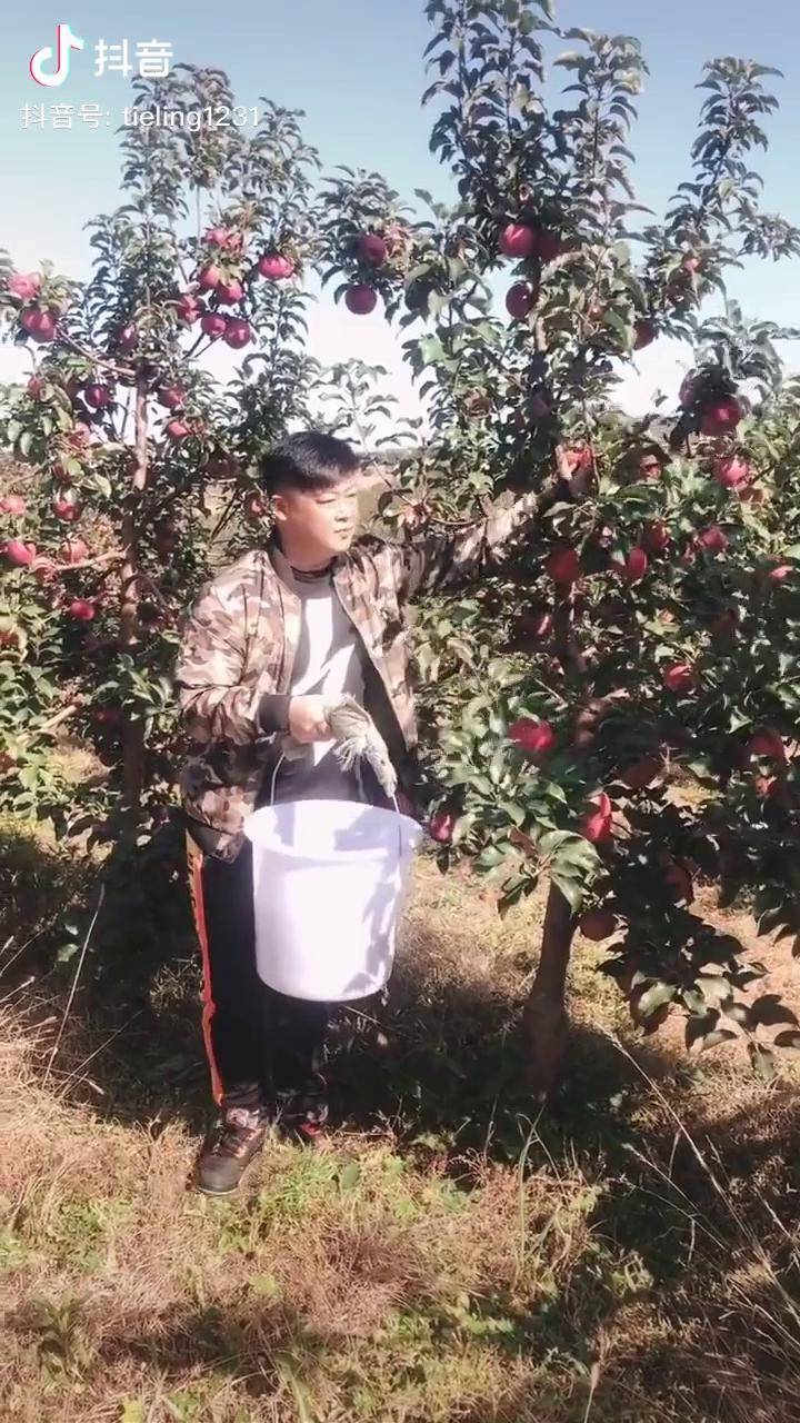 乡村爱情谢永强果园大丰收了 摘苹果中乡村爱情