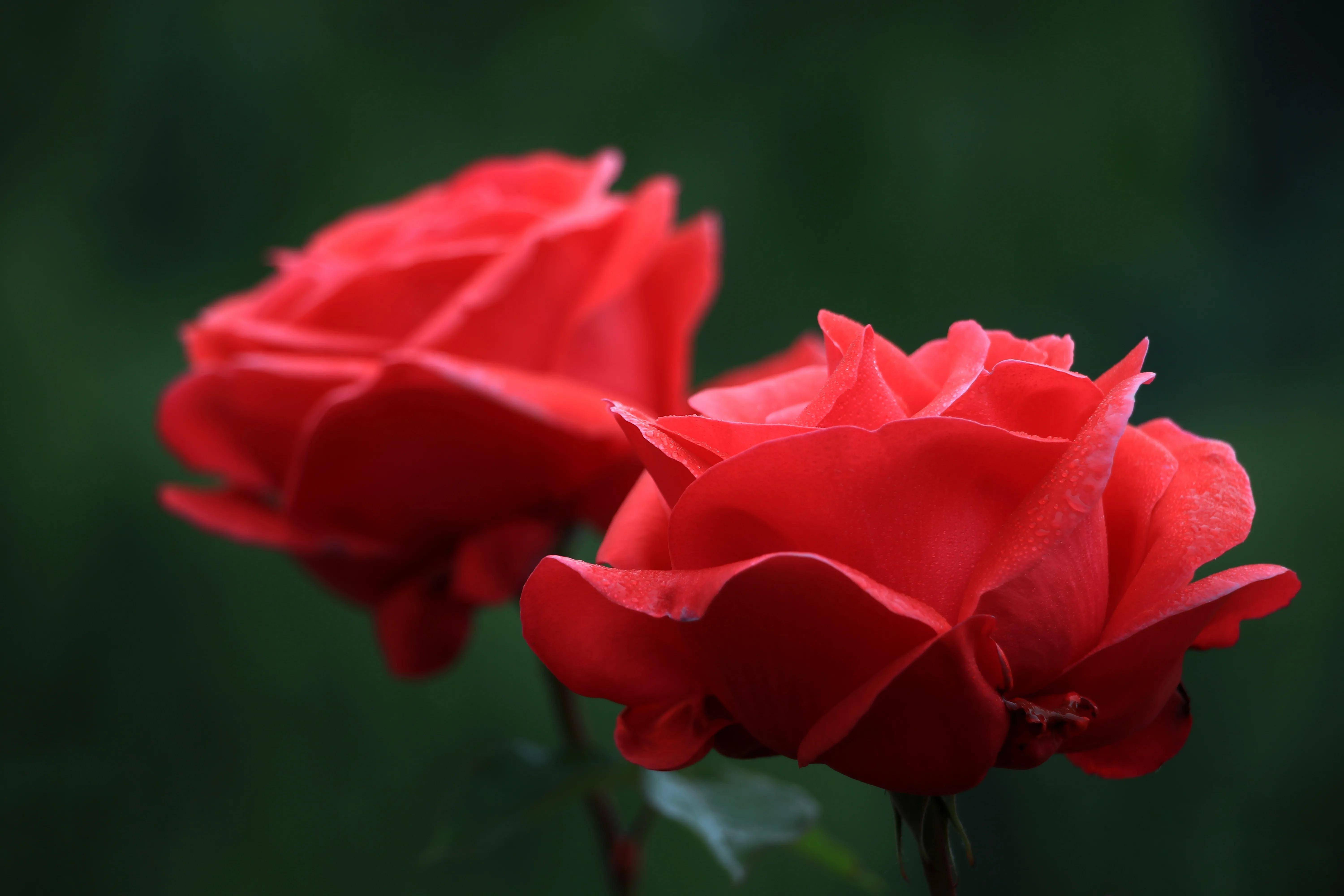 红月季,美美美_举报