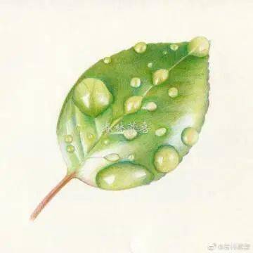 彩铅画叶子带露珠教程