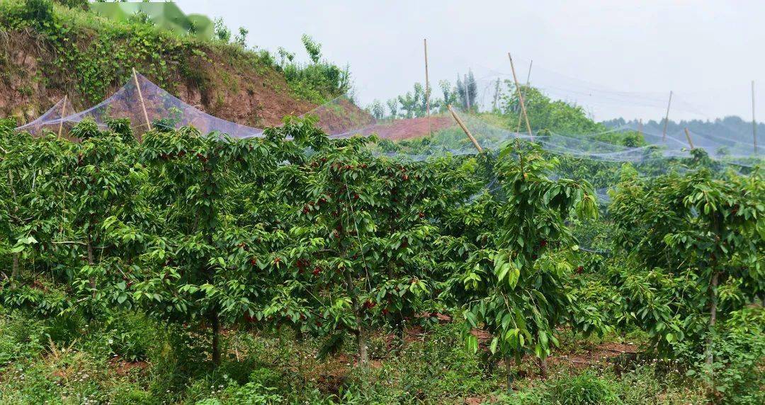 金堂车厘子熟啦鲜嫩欲滴味道好极了