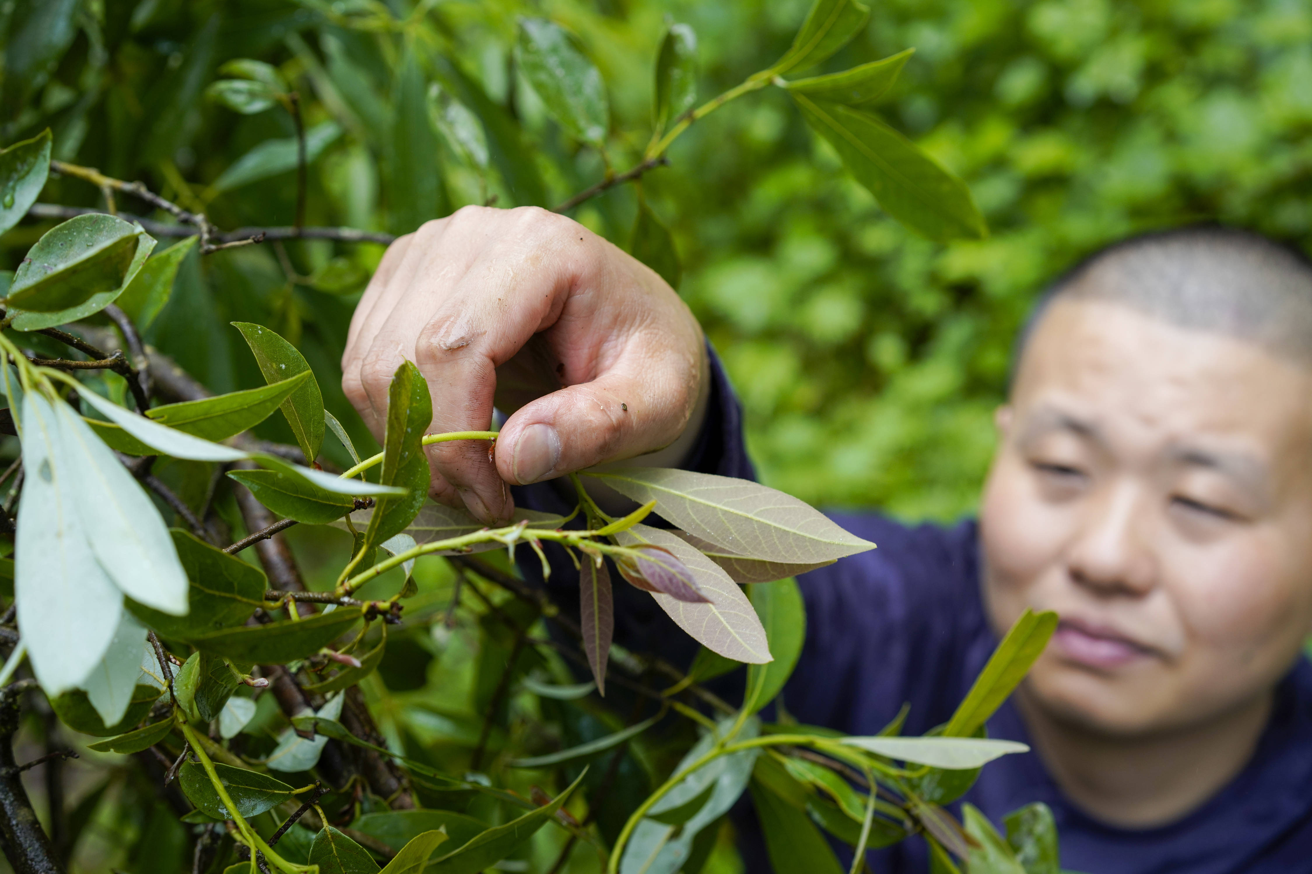 深山茶语_刘晓兵
