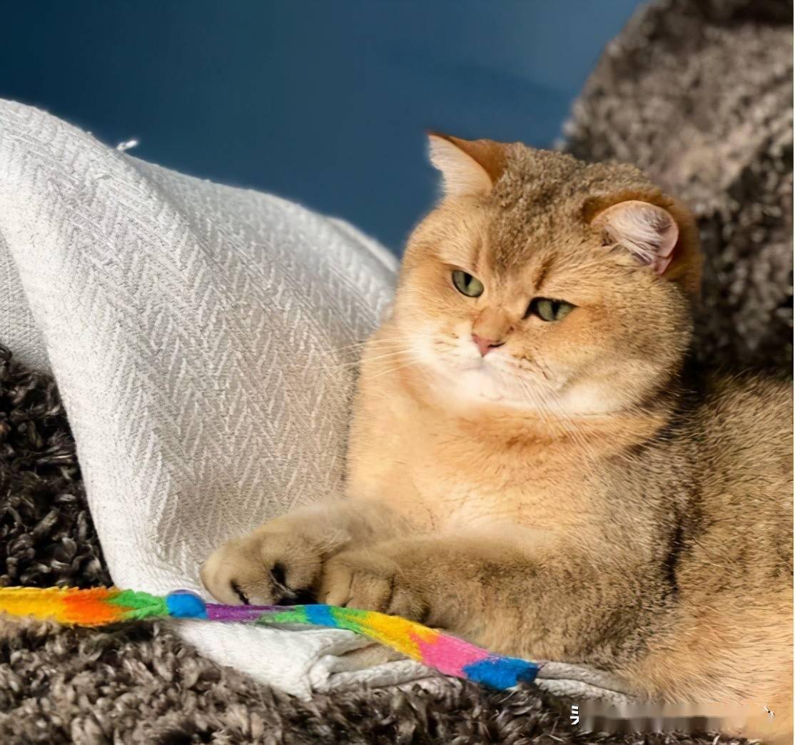 奴才打翻粮桶猫粮撒一地猫皇露o型嘴超惊讶这这就是幸福