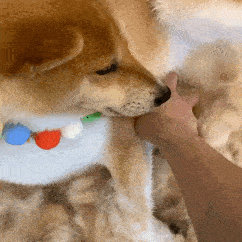 狗子表情柴犬表情包二十九