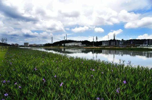 品味遵义 · 静听时光 | 新桥河_油菜花