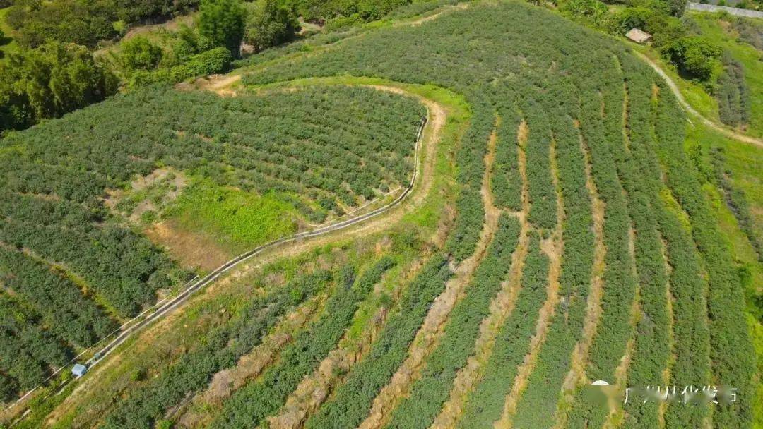 沿着广州  从化太平镇银林村漂亮的村道一路驱车,迎面而来的是满眼