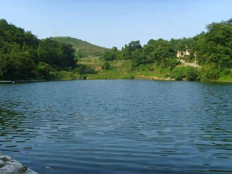 品味遵义 · 静听时光 | 新桥河_油菜花