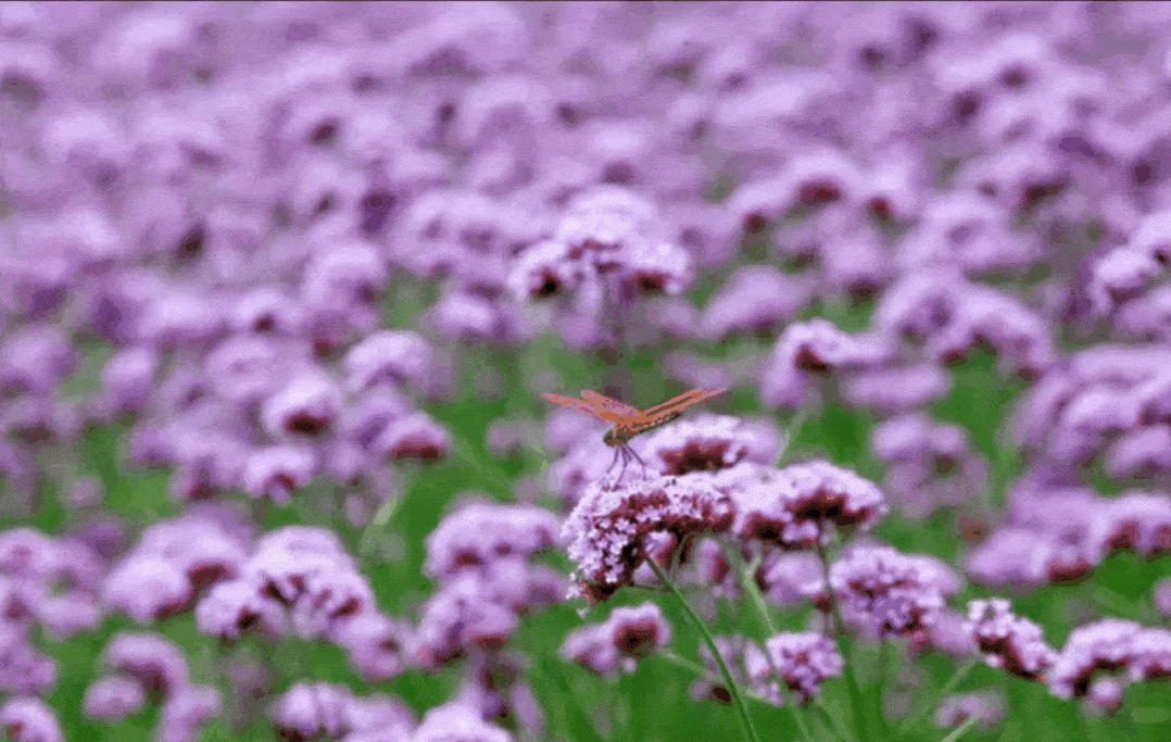 1078_683gif 动态图 动图