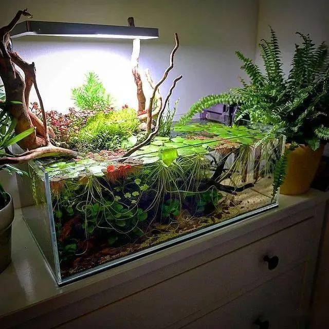 那个开花的斗鱼缸,开缸过程来了67_造景