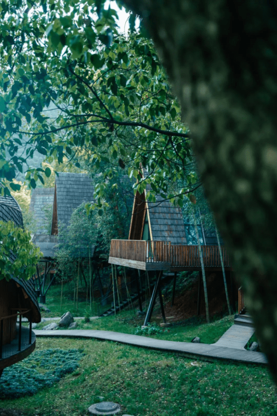 浙江余姚树屋登上天天向上树蛙部落为什么能全网爆红