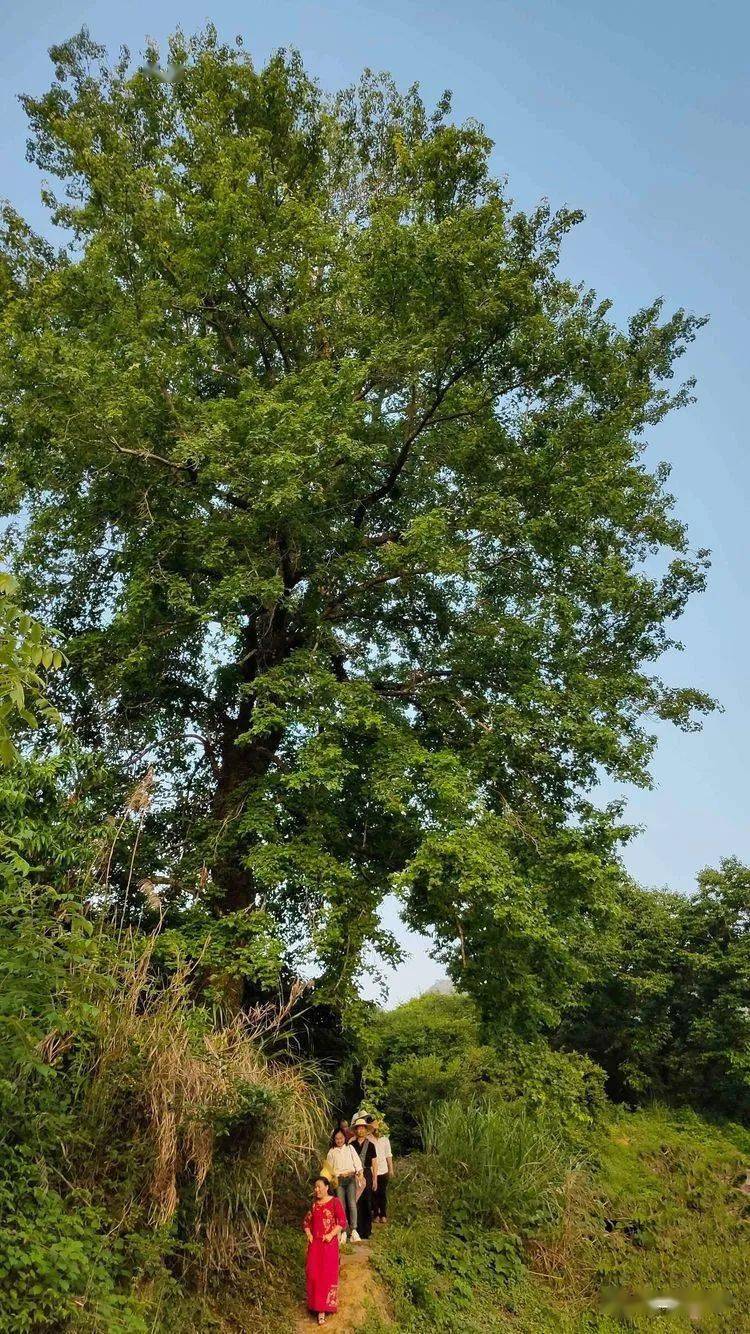 此岭历史上发生过多次惨烈的战斗,而今只见松竹茂盛,干戈化土.