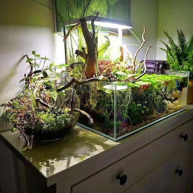 那个开花的斗鱼缸,开缸过程来了67_造景