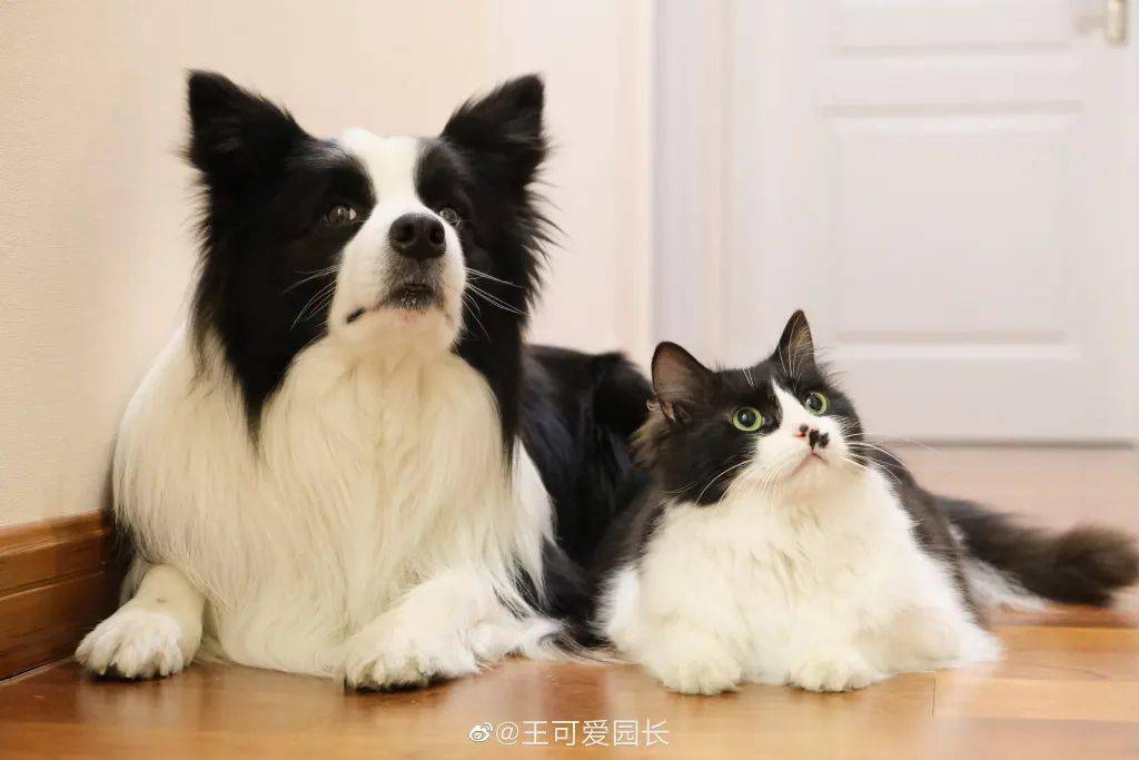 这个萌宠版本的"遇到了世界上的另一个自己"的故事真的超可爱呀!