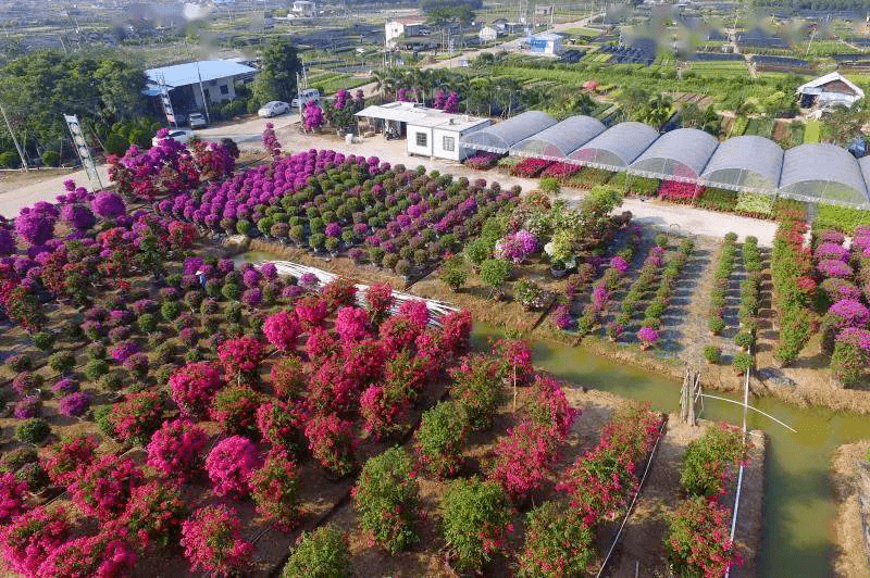 销往30多个省市和地区花木种植面积约3万亩横栏镇是"中国花木之乡"