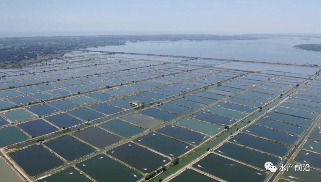 解密养虾艰难年3000亩虾塘上半年养殖大获成功的秘诀