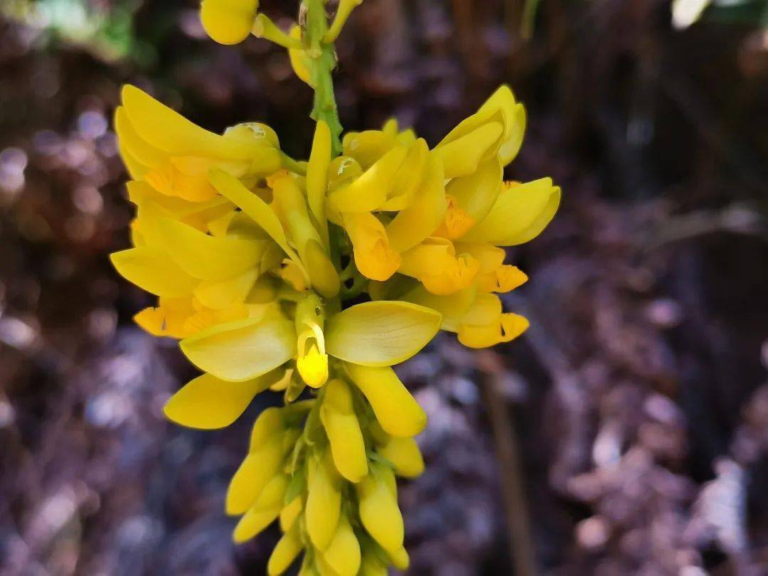 客家地区这种植物浑身都是宝可煲汤能煮茶做菜药用价值还极高